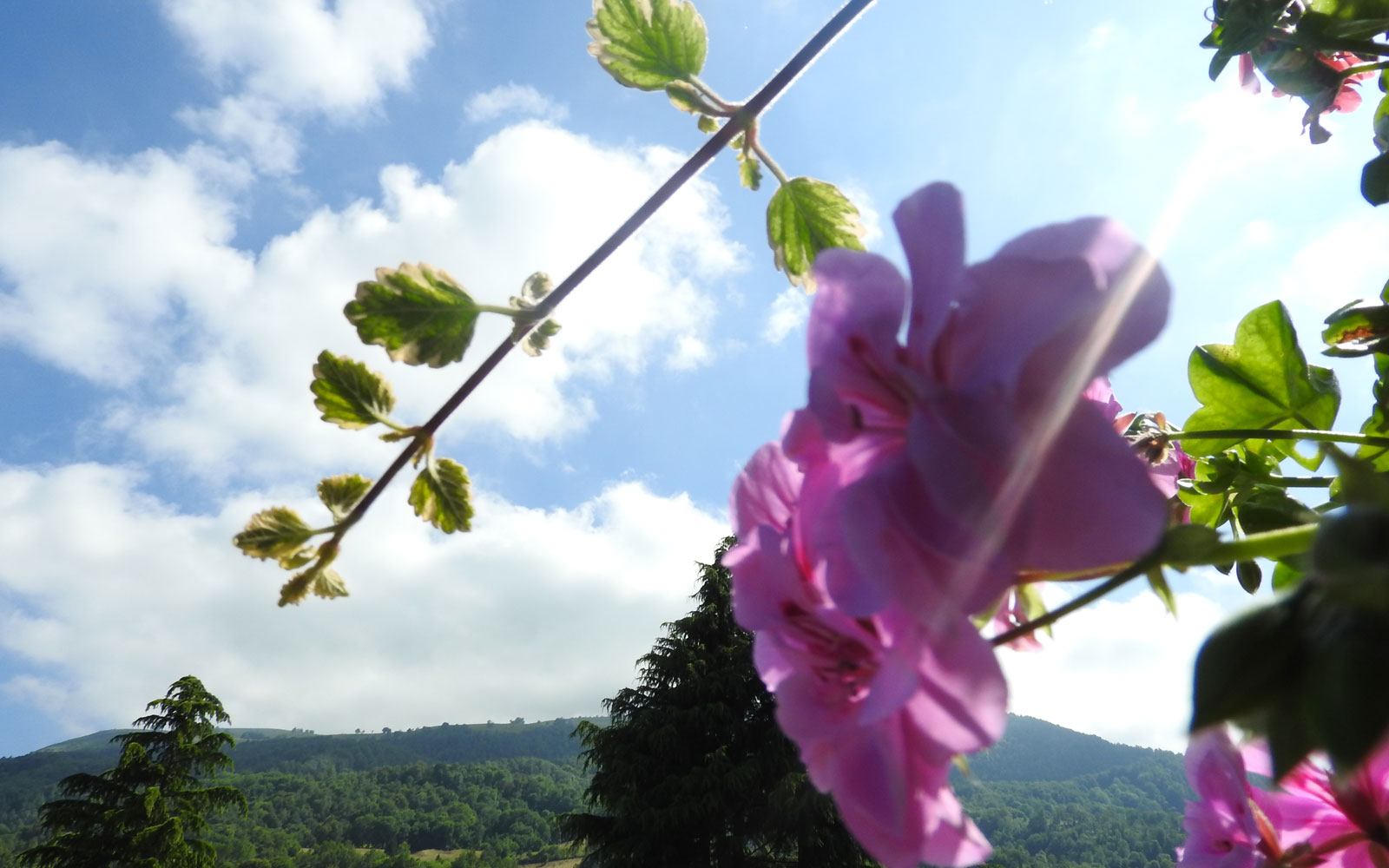 En un entorno verde con una vista increíble